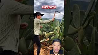 BUAH POHONG CARTUS satisfying funny goodthing shortsfeed [upl. by Rosina68]