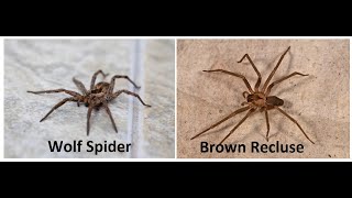 Wolf Spider Vs Brown Recluse Spider [upl. by Eilsil871]