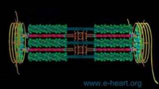 Sarcomere fly thru [upl. by Rohpotsirhc611]