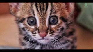 Orphaned leopard cat first moment in the jungle at Cambodia Wildlife Sanctuary  ElephantNews [upl. by Rodama9]