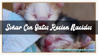 SOÑAR CON😴 GATOS RECIEN NACIDOS😺🐾SIGNIFICADO DE SOÑAR CON GATITOS BEBES😴 RECIEN NACIDOS🐱👶 [upl. by Ahsiak35]