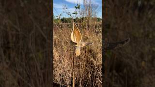 Early November Ramble at Five Rivers  Upstate NY Hiking hike november nature [upl. by Llemert]