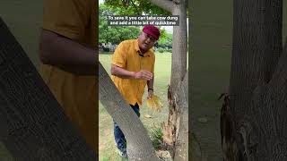 How to heal wounds of trees  Healing a damaged tree [upl. by Eenat]