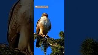 Mäusebussard shortsvideo bussard buzzard mäusebussard morphe aves common birdsounds [upl. by Arturo116]