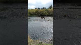 ITS A KODIAK BEAR alaska kodiak wildlife cool nature bear brownbear kodiakbear fishing [upl. by Ymmit]