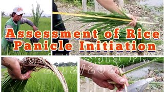 Assessment of Rice PANICLE INITIATION before Final Topdressing [upl. by Ralli431]