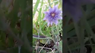 SALSIFY GROWING IN MY GARDEN A GREAT FOOD [upl. by Renae217]