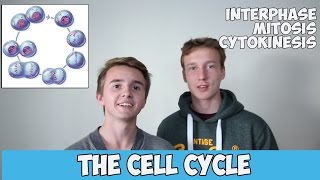 The Cell Cycle  Interphase Mitosis amp Cytokinesis [upl. by Nol]