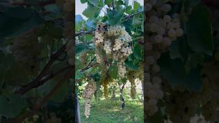 Amazing Italian Farm Tocco Da Casauria pomegranates grapes amp figs abruzzo garden italyagriculture [upl. by Hseham]