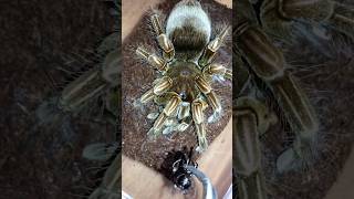 Pamphobeteus mascara birdeater tarantula feeding black cricket [upl. by Anigroeg]