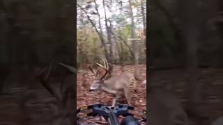 What would you do I’d shit my pants huntingseason huntingseason2024 deerhunting [upl. by Naiviv]