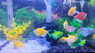 Glow Fish  aquarium glowart fish hobby fishtank nitrogencycle mayurdev aquascape tetrafis [upl. by Nnaesor114]