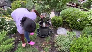 Planting “Limelight Panicle Hydrangea” [upl. by Aciret]