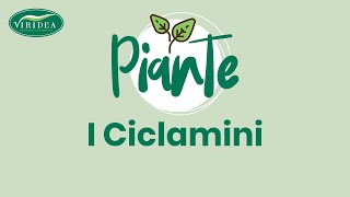 I CICLAMINI [upl. by Ogren]