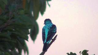 Spangled Cotinga [upl. by Htnicayh6]