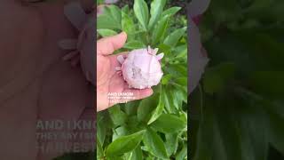 Sarah Bernhardt Peonies finally blooming this season shorts gardening flowers plants [upl. by Crespi]