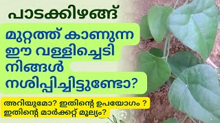 270  പാടത്താളിയുടെ ഔഷധ ഗുണങ്ങൾ  ഉപയോഗങ്ങൾ  ആയുർവേദം [upl. by Antony]