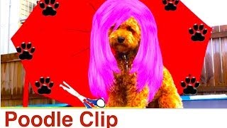 Poodle Clip amp Groom at home DIY Dog GroomingHygiene a tutorial by Cooking For Dogs [upl. by Nicol]