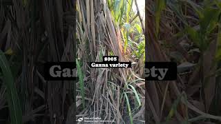 गन्ने की बड उपलब्ध है 8005 ganna variety [upl. by Larson]