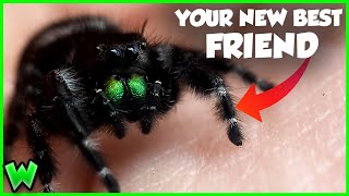 This Spider Will CURE Your Arachnophobia  The Bold Jumping Spider [upl. by Ilohcin275]