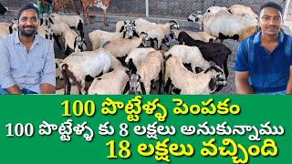 పొట్టేళ్ళ పెంపకం 100 పొట్టేళ్ళ కు 8 లక్షలు అనుకున్నాము 18 లక్షలు వచ్చింది  sheep farming in Telugu [upl. by Anivad]