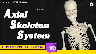 Axial skeleton system 3d animation [upl. by Assirolc]