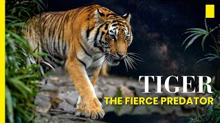 Intresting Facts Of Tiger  National Geographic  Tigers 101 [upl. by Zelde653]