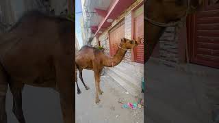 Camel 🐫 video cute song love camels [upl. by Garson]