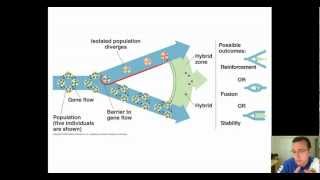 Hybrid Zones amp Speciation [upl. by Fisk]