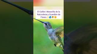 El Colibrí Maravilla de la Naturaleza y Guardián de Floresshorts [upl. by Vada]