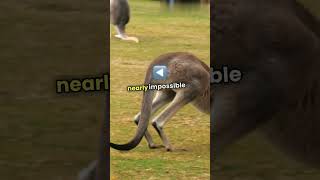 Why Kangaroos Cant Walk Backwards growth factsknowledge youtubeshorts viralshort viralshorts [upl. by Moffit]