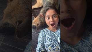 Doggy 🪔 amp Diwali 😳😨 shortvideo dog love e [upl. by Bayly]