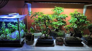 INDOOR BONSAI SETUP  How I care for my indoor bonsai trees [upl. by Sokem]