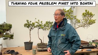 Turning Four Problem Pines into Bonsai [upl. by Freemon]