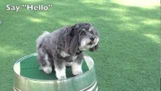 Dog Trick Resume  Havanese Dog Tricks by Jasmine [upl. by Hola]