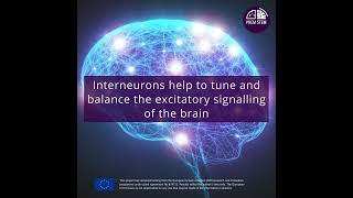 Why is the brain vulnerable Interneurons [upl. by Aubert897]