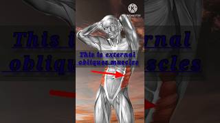 External obliques muscles  External obliques origin insertion and nerve actions about video [upl. by Aneret]