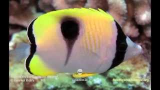 Teardrop Butterflyfish [upl. by Arlina173]