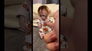 BABY MONKEY 🙉 PRETENDING GETTING SHOT viralvideo shorts asmr funny memes fyp foryou new ￼ [upl. by Harima]