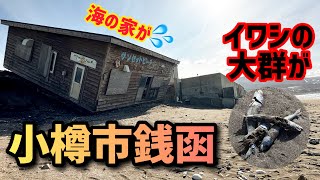 イワシが大量に打ち上がる！小樽市銭函の海岸がヤバかった！ [upl. by Carleen743]