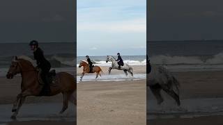 MEER VLOG ONLINE 🌊🤩 pferd horse equestrian [upl. by Sandstrom]