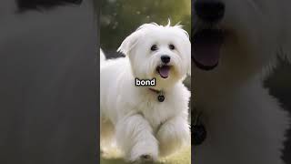 🐾 5 Adorable Dog Breeds Youve Never Heard Of Part 1 🐶 💖 [upl. by Wendalyn]