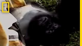 Gorilla Murders  National Geographic [upl. by Aneelad]