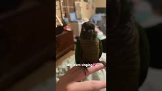 Tilly loves Maddox🎶 southbound conure maddoxBatson [upl. by Derward]