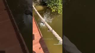 Cats being silly cats vs water pt6 viral funny cat catlover [upl. by Scarrow19]