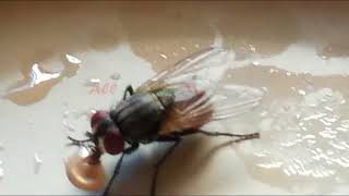 How housefly sucks food  Housefly eating food [upl. by Kcirdes168]