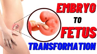 Embryo to Fetus Development Fetus Growth [upl. by Anits]