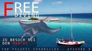 Freediving mit Mantas  Boatlife in französisch Polynesien 2024 [upl. by Maggie12]