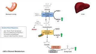 Ethanol Absorption and Metabolism  Alcohol Metabolism Pathway [upl. by Marcello640]