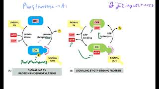 Cell Biology Lecture 8 Cell Signaling [upl. by Lisbeth139]